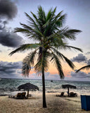 Grand Cayman Palm Tree
