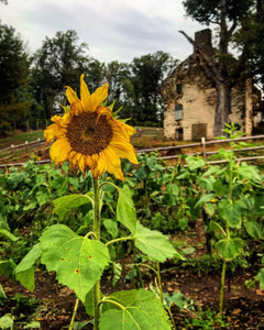 End of Summer Flower