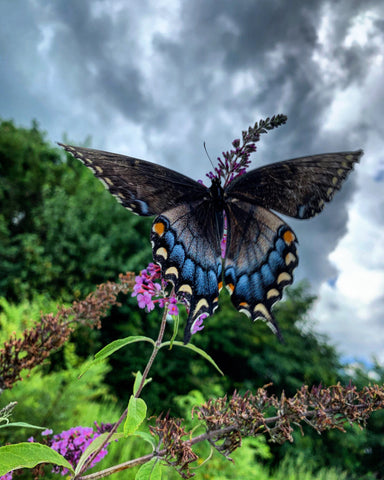NJ Butterfly