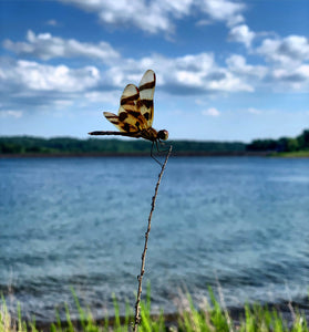 NJ Dragonfly