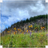 Banff National Park Wildflowers