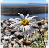 Summer Daisy