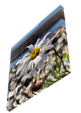Summer Daisy