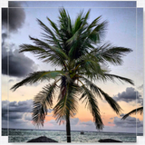 Grand Cayman Palm Tree