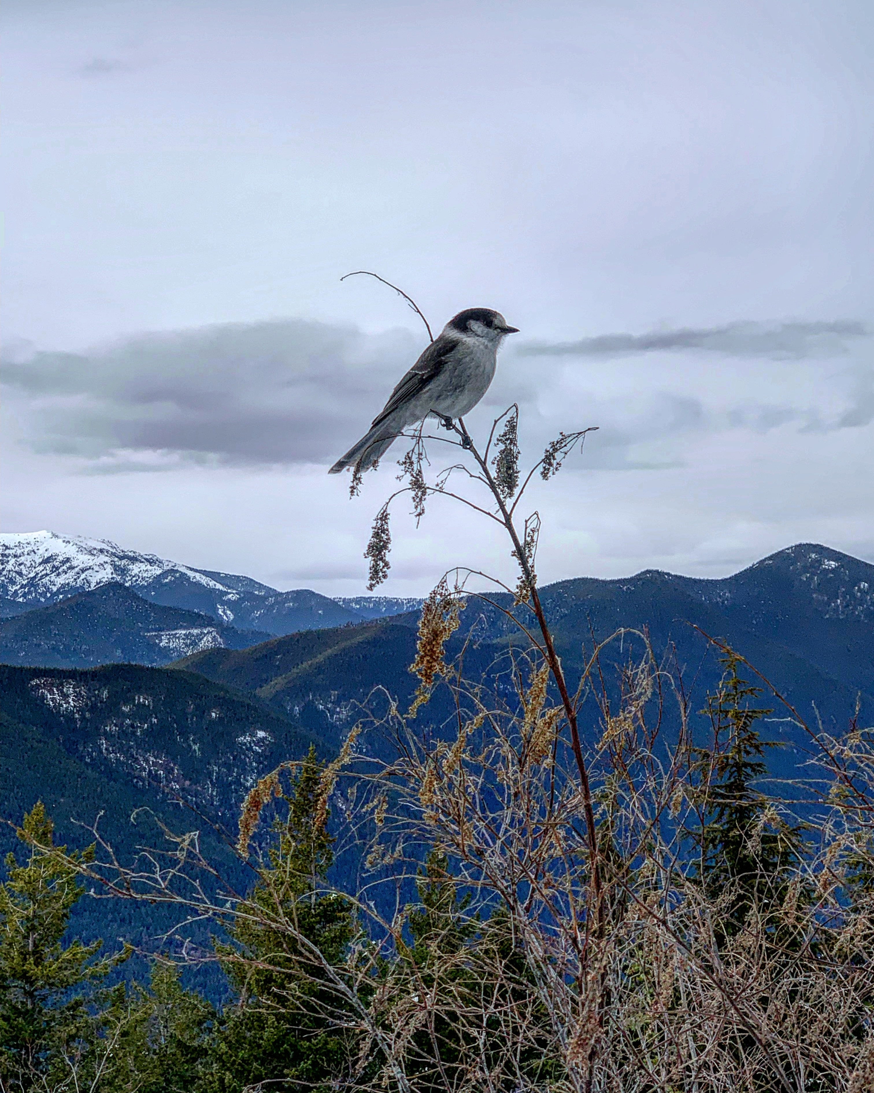Mountain Bird