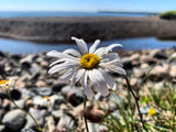 Summer Daisy