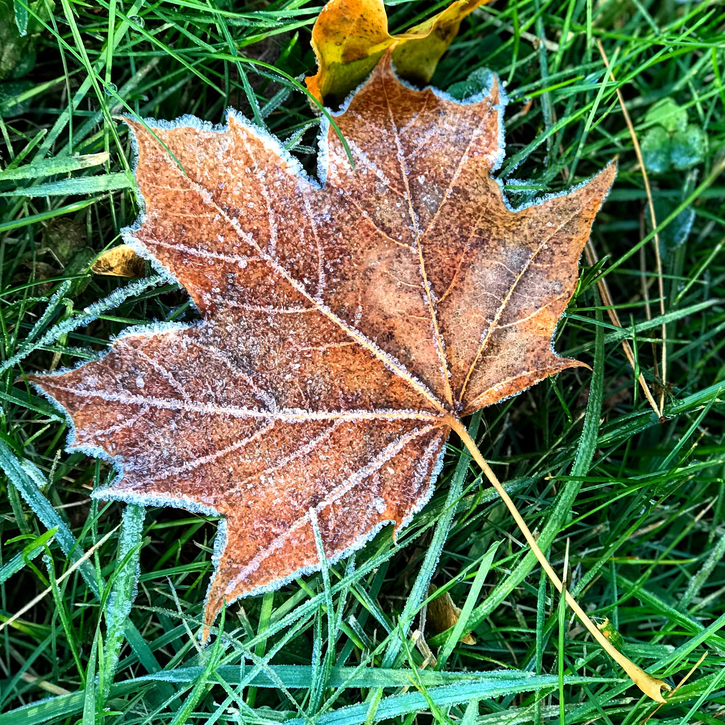Autumn Frost